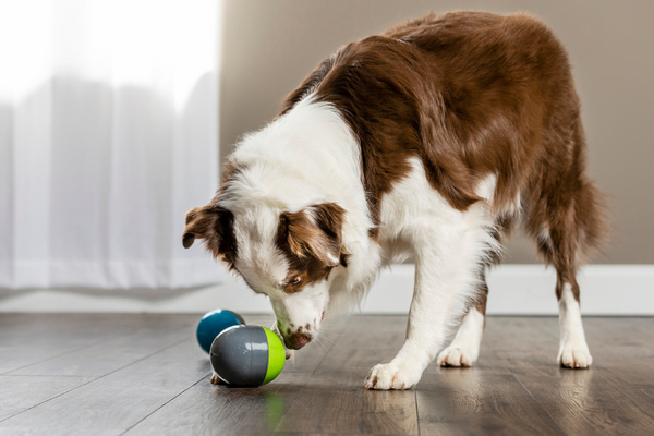 Why interactive toys are good for your dog - So Cool Gadgets