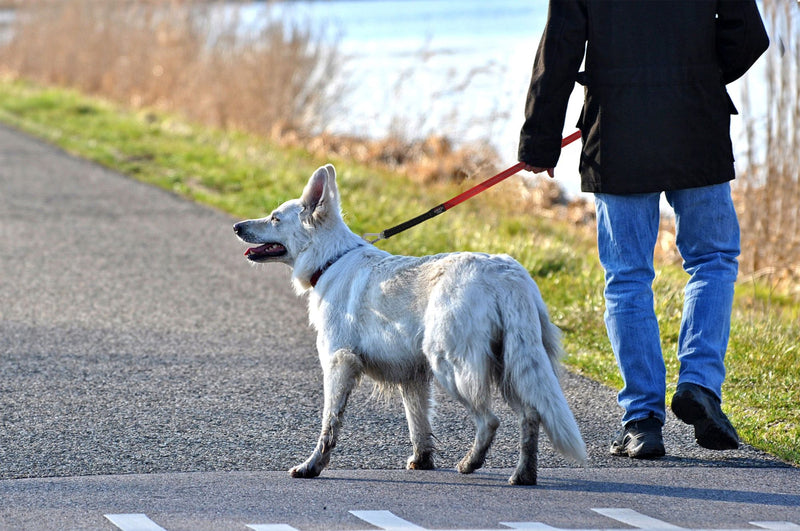 Outdoor Series 2-in-1 Convertible Dog Leash and Harness